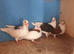 Saddle racing pigeons for sale