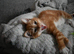 8 weeks old male kitten