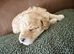 Cockapoo Puppies