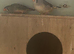 Zebra finch
