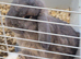 1 adult male 1 adult female 1 unknown baby mini lops with hutches
