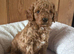 KC reg Min Poodle Puppies