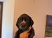 Beautiful sprointer pups