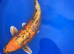 Koi carp, 50cm Doitsu ogon