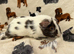 Baby Guinea pigs