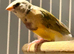 Young Gouildan Finch male orange head when coloured up