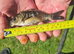 Common/mirror carp