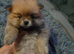 Beautiful Pomeranian Female Puppies Available ️