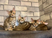 Beautiful Bengal Babies