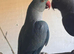 Blue Hen and double violet cock