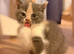 British shorthair kittens