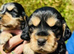 lyncham cocker spaniels