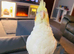 Extremely tame cockatiel