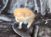 Beautiful Persian kittens