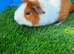 Pair of Teddy Guinea Pig Boys