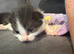 2 kittens looking for forever home in Rotherham