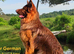 Liver German Shepherd puppies