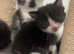 Playful kittens looking for forever homes