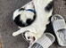 Last male kitten