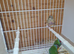Gouldian finch 5 months old