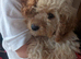 Apricot Cockapoo