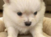 Pomchi boy