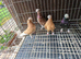 Pigeons for sale