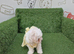 Female bichon x