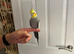 Hand Tame male cockatiel