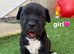 Cane corso cross pups