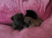 Chiweenie puppy for sale