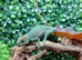 Nosy Mitsio Panther Chameleons at Birmingham Reptiles
