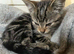 Mixed kittens for sale