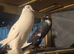 2 pairs  of pouter pigeons