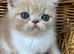chunky cream exotic female