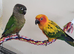 Male Sun Conure 1 year old comes with cage and female Green cheek companion