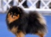 BLACK & ORANGE POMERANIAN STUD NATURAL ONLY
