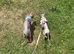 Piggy & Cruella. 3 year old Bonded male and female