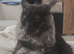 Beautiful Black Beautys maincoon X