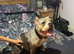 Cali needing her forever home