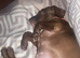 Sweet pup URGENT rehome