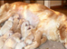 Golden retriever puppies