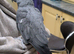 African Grey parrot