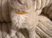 Beautiful Ragdoll kittens