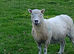 4 Kerry Hill x Poll Dorset ewes for sale