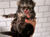 3 kittens for Sale