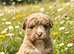 Olde English Bulldog puppies