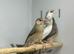 Java finches