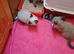 2 Pure Colourpoint  Mitted Ragdoll Kittens.
