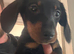 3 male dachshund